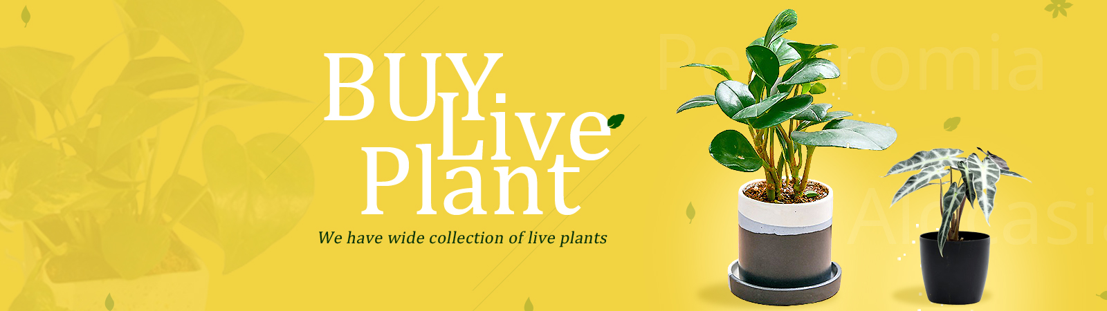 Buy Live Plants Online in India