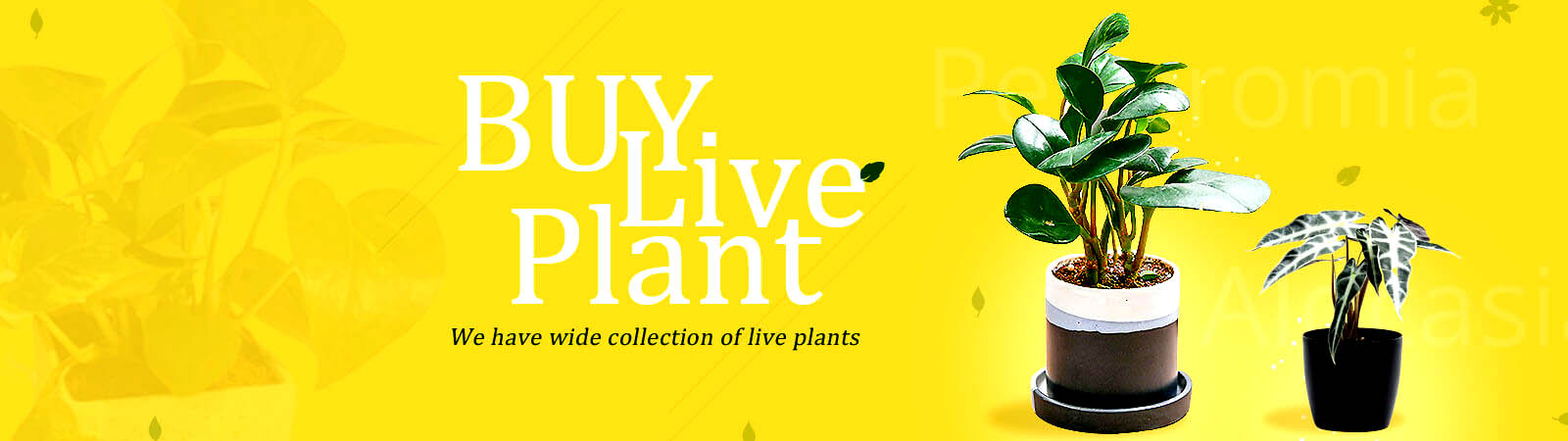 Buy Live Plants Online in India- Send lucky bamboo  bonsai Indoor Live plants by nursery near me