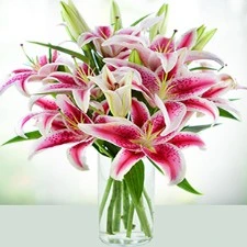 Valentine Day Gifts - Propose Day Gifts - 8th Feb