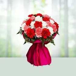 Carnations Carnival