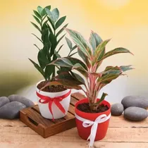 Christmas Gift- Evergreen Indoor Plant Pack