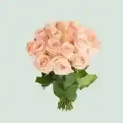 12 Peach Roses