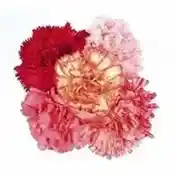 5 Mixed Carnations