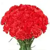 Flowers Bouquet of 35 Red Carnations