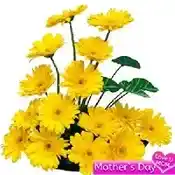 15 yellow Gerbera Basket