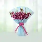 Orchids Extravaganza