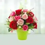 Mix Roses Collection