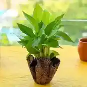 Christmas Gift- Money Plant with Decorative Fiberglass