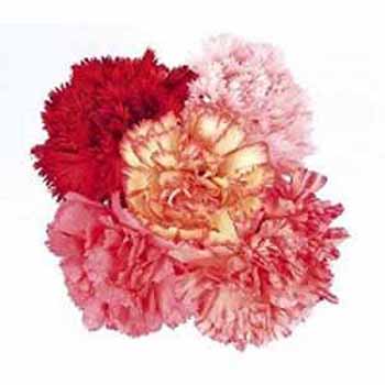 5 Mixed Carnations