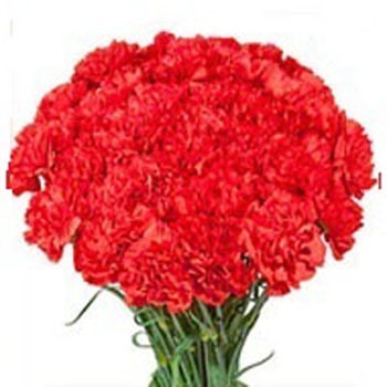 Flowers Bouquet of 35 Red Carnations For Valentine Gifts 