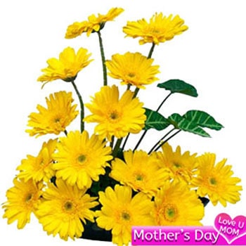 15 yellow Gerbera Basket