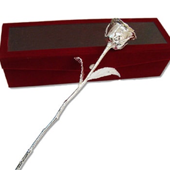 Royal Gift Silver Rose