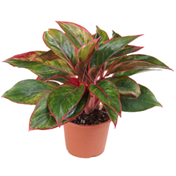 Red Aglonema