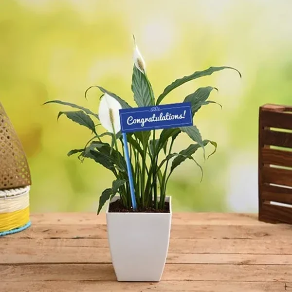 Congratulation Peace Lily