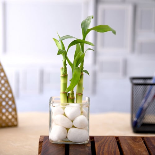 3 Stalks Lucky Bamboo
