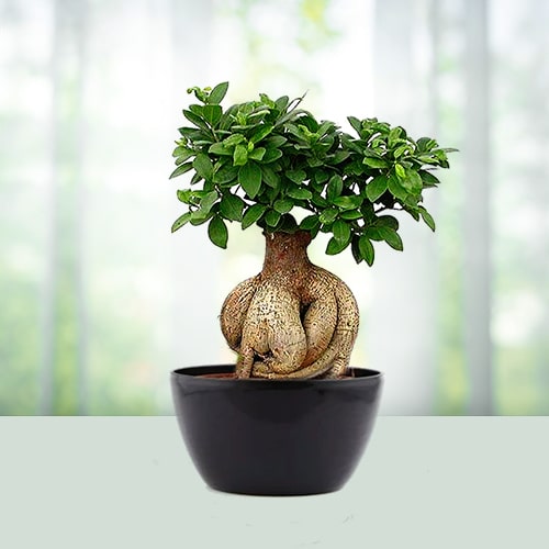 Natural Ficus Bonsai plant