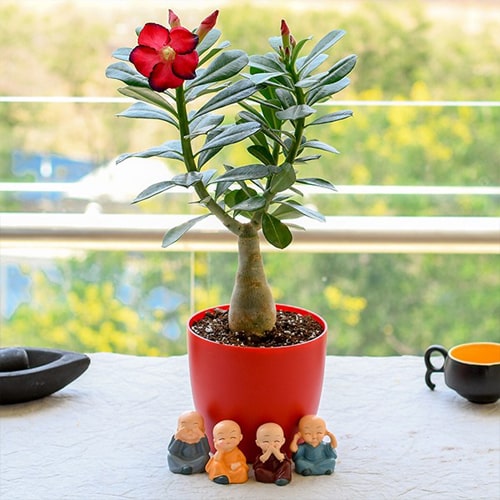 pw-adanium-bonsai.jpg