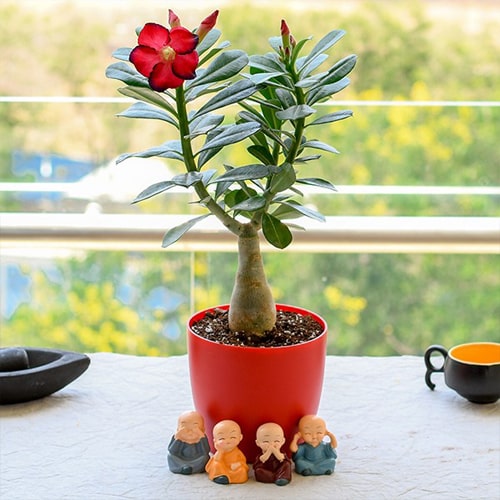 Adenium with Amazing Monks 