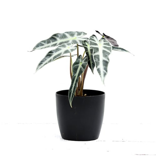 Alocasia Hybrid Plant