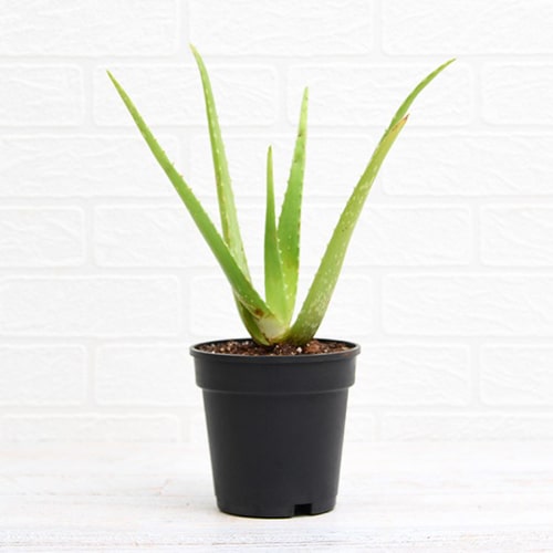 Aloevera Succulent Plant