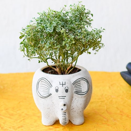 pw-aralia-with-cute-ceramic-pot.jpg