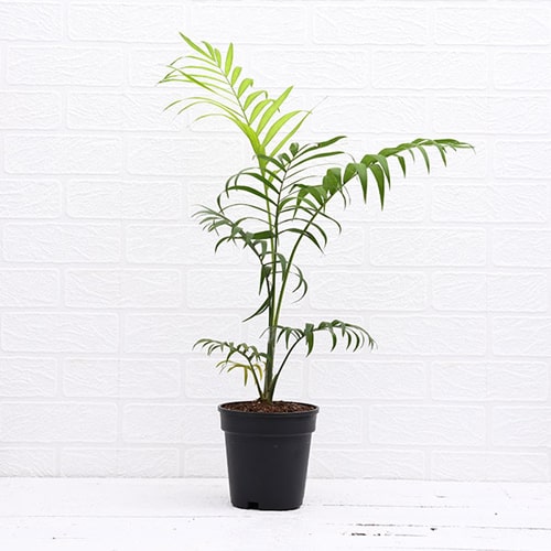 Chamaedorea Elegants Parlour Palm Plant