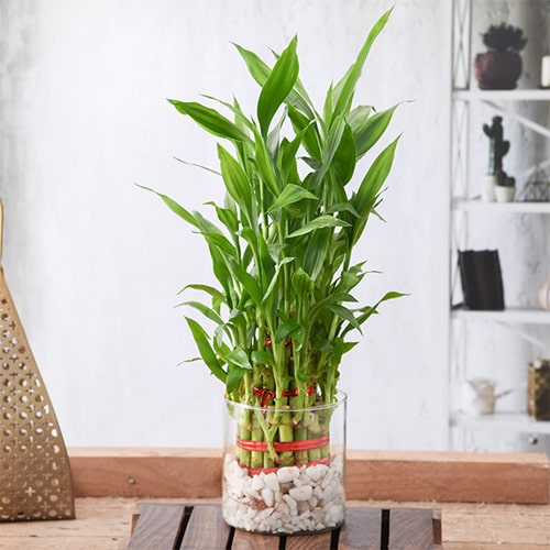 3 Layer Lucky Bamboo in a Glass Vase