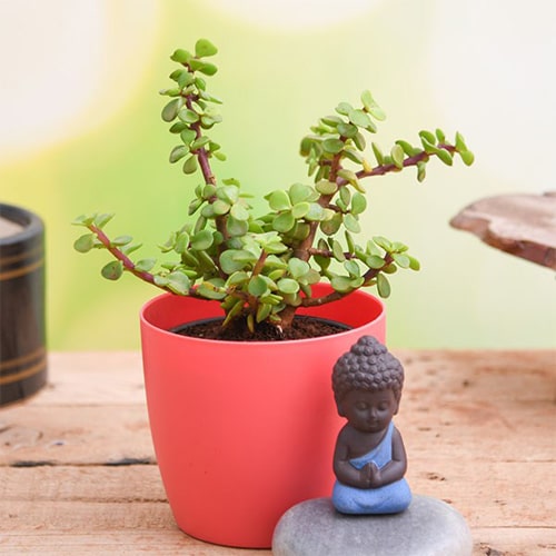 Jade Plant N Meditating Buddha 