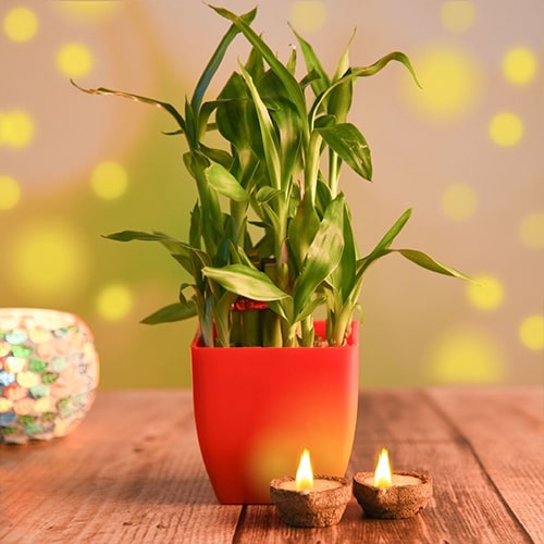Two Layer Lucky Bamboo and Ecofriendly Diyas 