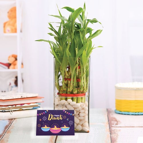 3 Layer Lucky Bamboo Plant 