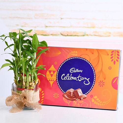 2 Layer lucky Bamboo Plant N a Cadbury celebrations 