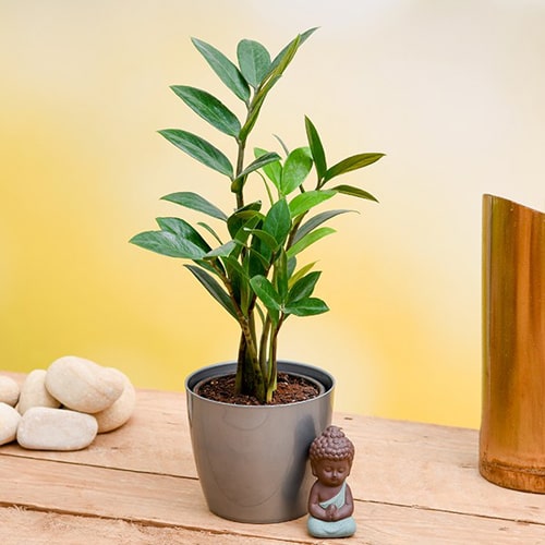 Lucky ZZ Plant
