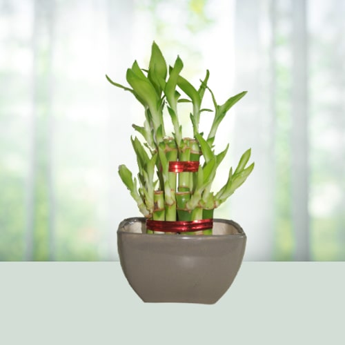 Lucky Bamboo Two Layer Bamboo Plant 