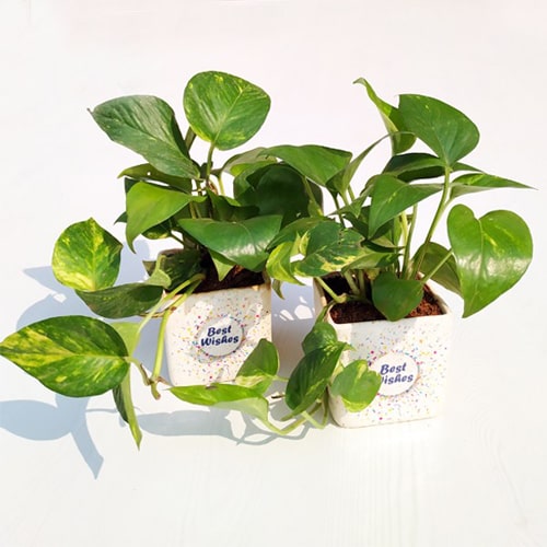 Money Plant in a Ceramic Pot