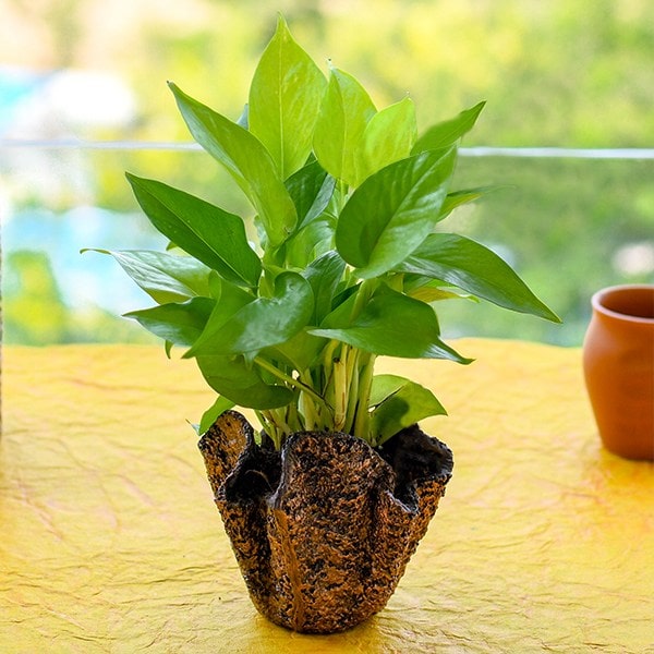 Christmas Gift- Money Plant with Decorative Fiberglass