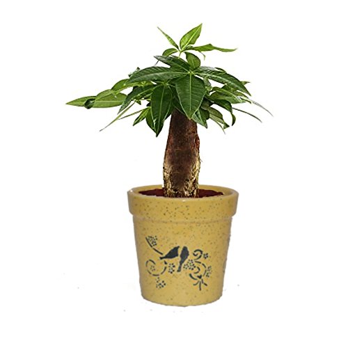 Pachira Bonsai Plant  
