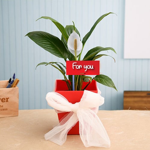 Special Peace Lily Plant