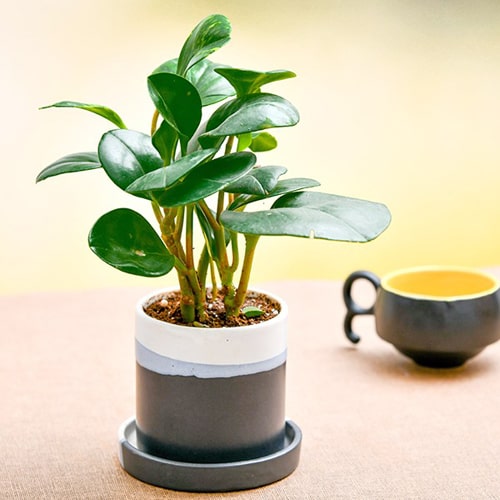 Peperomia in ceramic Pot