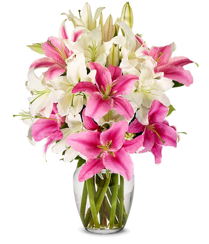 Order Luxury Pink and white Lily Online
