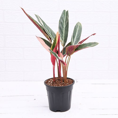Stromanthe Sanguinea calathia Triostar Plant