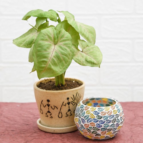 Syngonium in Ceramic Pot 
