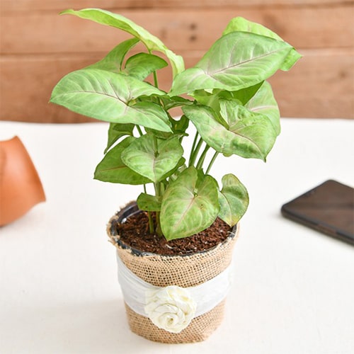 Syngonium Plant in a Jute wrap
