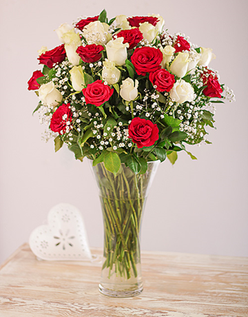 Full Red and White Roses in a Vase