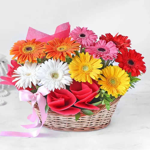 Gerbera Glory