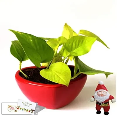 Christmas Gift- Good Luck Air Purifying Money Plant