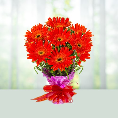 Order Gerberas Online- Flower shop for Flower Shop in Rajarhat
